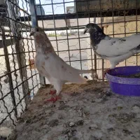 کبوتر پرشی|پرنده|اصفهان, دستگرده|دیوار