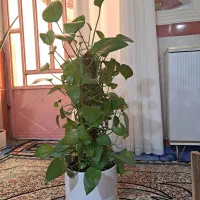 پتوس قیم دار