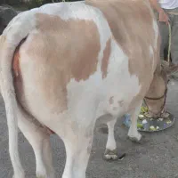 گاو استرالیایی (اسرائیلی) ماده