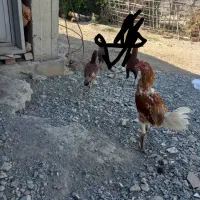 ۱ خروس  ۲ عدد مرغ چابهار ی