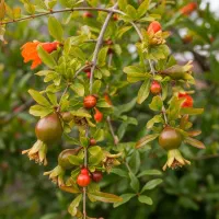 نـهال گرـدو اصلاح‌شده سود پایدار برای سال‌ها|خدمات باغبانی و درختکاری|سنندج, |دیوار