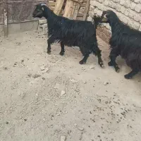 چپش ماده دوتا۲۵