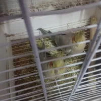 عروس هلندی نروماده شش ماهه