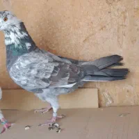 کبوترفروشی