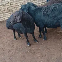 با سلام قوچ قرقزل فروشی