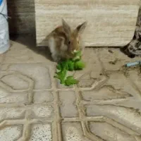 خرگوش