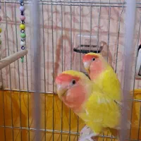 طوطی برزیلی|پرنده|هشتگرد, هیو|دیوار