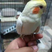 یک جفت عروس هلندی دستی