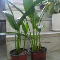 گل های اپارتمانی قیمت مناسب|گل و گیاه طبیعی|یزد, |دیوار