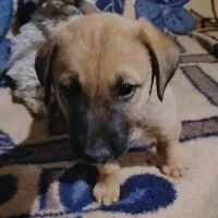 توله سگ سرابی اصل