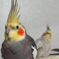 جفت عروس هلندی دستی سخنگو