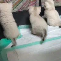 گربه بریتیش ماده|گربه|شیراز, فرهنگ شهر|دیوار