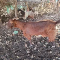 مزرعه دام
