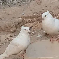 کبوتر|پرنده|سیرجان, |دیوار