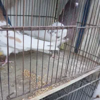 کفتر خاص برای کفتربازان خوش سلیقه|پرنده|یزد, |دیوار