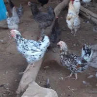 تخم مرغ محلی اصل اصل|خوردنی و آشامیدنی|بوشهر, |دیوار