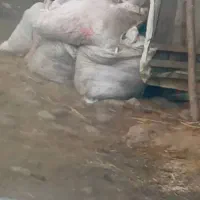 کد پین گاوی