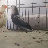 طوطی کوتوله|پرنده|میانه, |دیوار