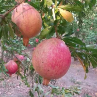 انار رازقند|خوردنی و آشامیدنی|سبزوار, گلشن|دیوار