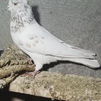 ۴عدد طوقی|پرنده|اردبیل, |دیوار