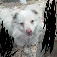 سگ پامر روباهی