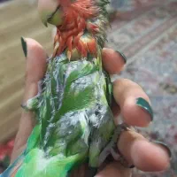 طوطی برزیلی دستی|پرنده|خلخال, |دیوار