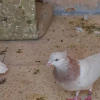 جفت کله ای با طوقی