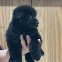 ژرمن بلک شولاین و ورک لانگ کینگ|سگ|تهران, صادقیه|دیوار