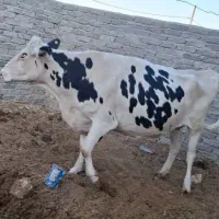 فروش گاو ابستن، شکم دوم