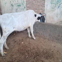 گاو دورگ محلی