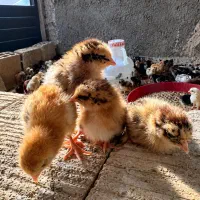 فروش انواع جوجه .گوشتی.گلپایگان.کوشین.مینیاتوری