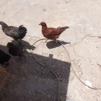 نیمچه مرغ