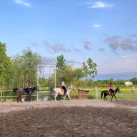 تعدادی اسب برای همه سلیقه ها موجوده