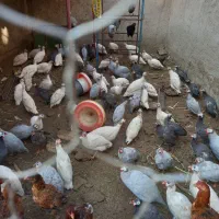 دستگاه جوجه کشی و مرغ شاخدار|حیوانات مزرعه|پیشوا, |دیوار