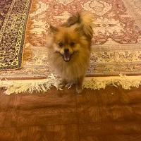 سگ پامرین خرسی ماده