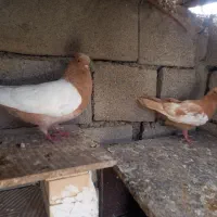 یک جفت سینه زرد ماده
