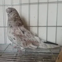 کبوتر سرور