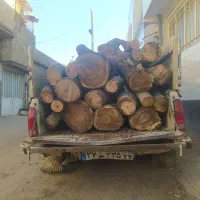 قطع انواع درخت بامجوز وخرید چوب|خدمات باغبانی و درختکاری|نیشابور, امام خمینی|دیوار