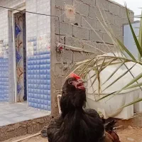 نیمچه مرندی|حیوانات مزرعه|جیرفت, |دیوار