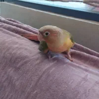 طوطی گیرینچیک