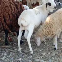 سلام تعدادی بره خوچ سمالی|حیوانات مزرعه|بند زرک, |دیوار