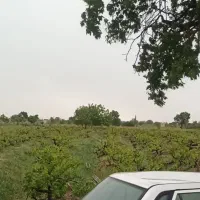 باغ انگور ۵۰۰۰ متر در تاکستان مسیر اک راه اسلک|فروش زمین و ملک کلنگی|تاکستان, |دیوار
