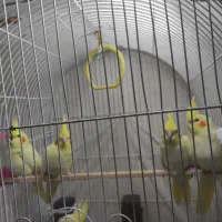 جوجه عروس هلندی دو ماهه|پرنده|بندر گز, |دیوار