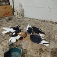 کبوتر دم سفید با چادری ۷تا هستن همش باهم