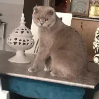 واگذاری اسکاتیش دبل بلو