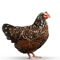 تعدادی محدود جوجه مرغ گلین اصل