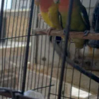 کوتوله برزیلی