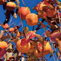 نهال باسازگار اقلیم مختلف کشور|خدمات باغبانی و درختکاری|کرج, فاز ۴ مهرشهر|دیوار