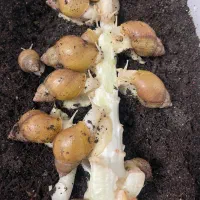 حلزون البینو