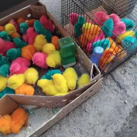 جوجه|حیوانات|قم, نیروگاه|دیوار